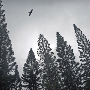 Parler aux Oiseaux (1)